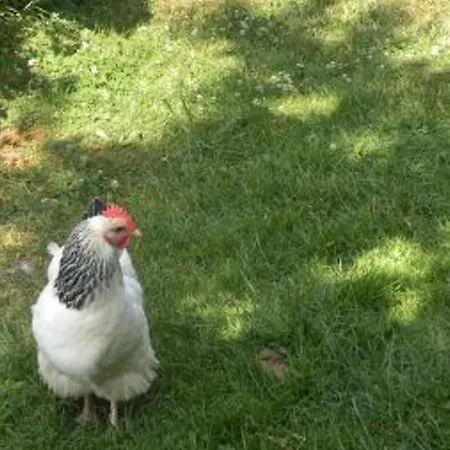 Hébergement de vacances Rénové Avec Grand Terrain, Proche D'épinal, Idéal Pour Balades Et Familiales - Fr-1-589-87 *